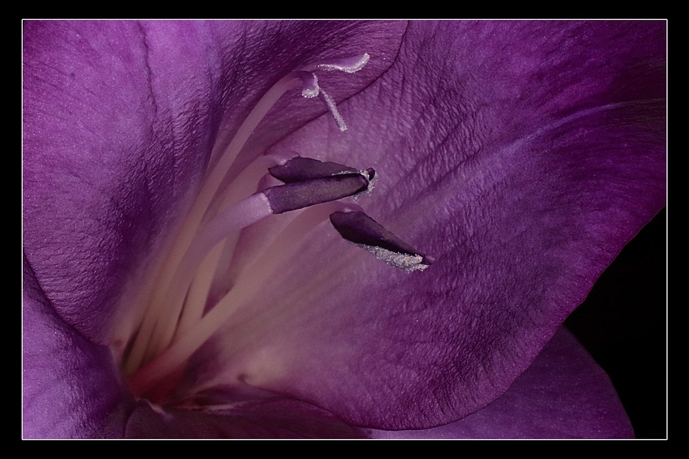 Gladiolenblüte