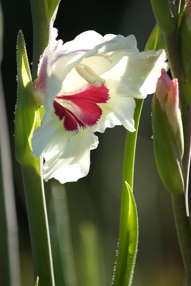 Gladiolenblüte 2