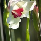 Gladiolenblüte 2