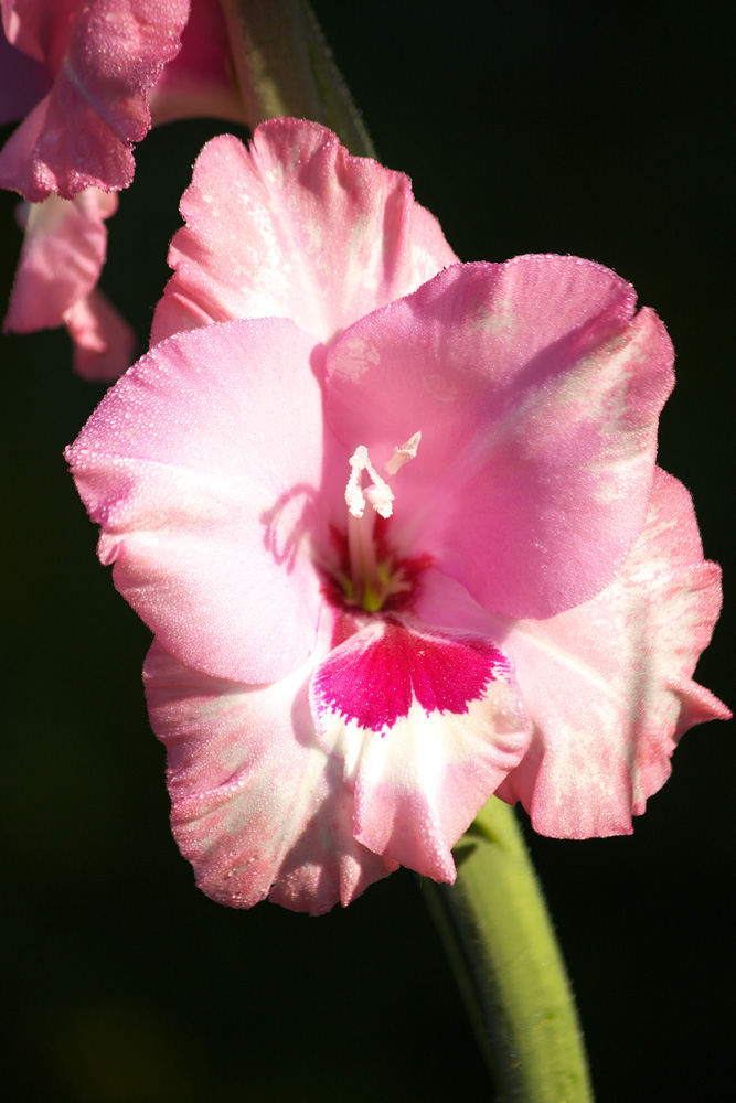 Gladiolenblüte 3