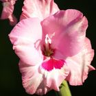 Gladiolenblüte 3