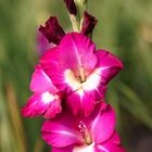 Gladiolenblüte