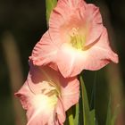 Gladiolenblüte