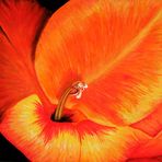 Gladiolenblüte 50x70cm