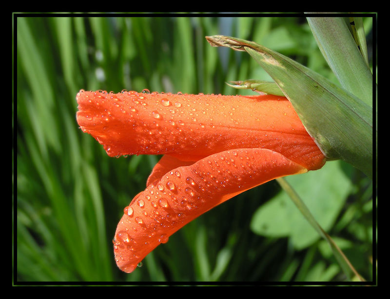 Gladiolenblüte