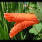 Gladiolenblüte