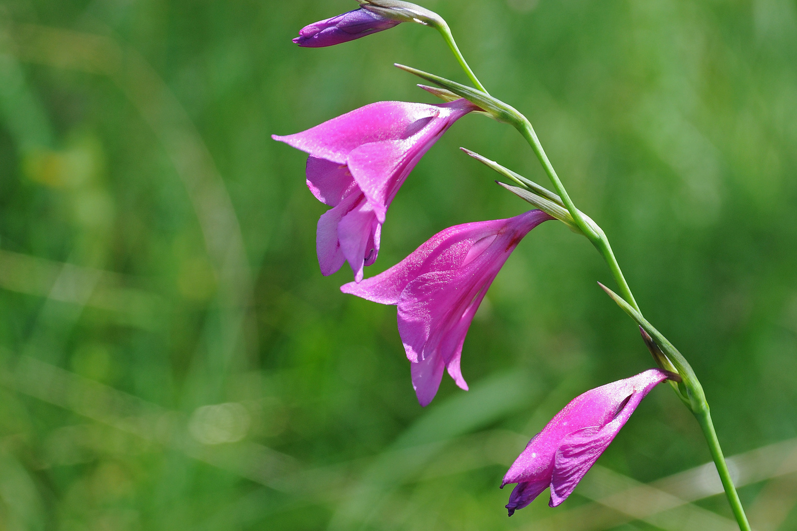 Gladiolenblüte