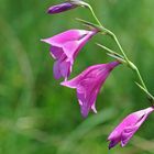 Gladiolenblüte