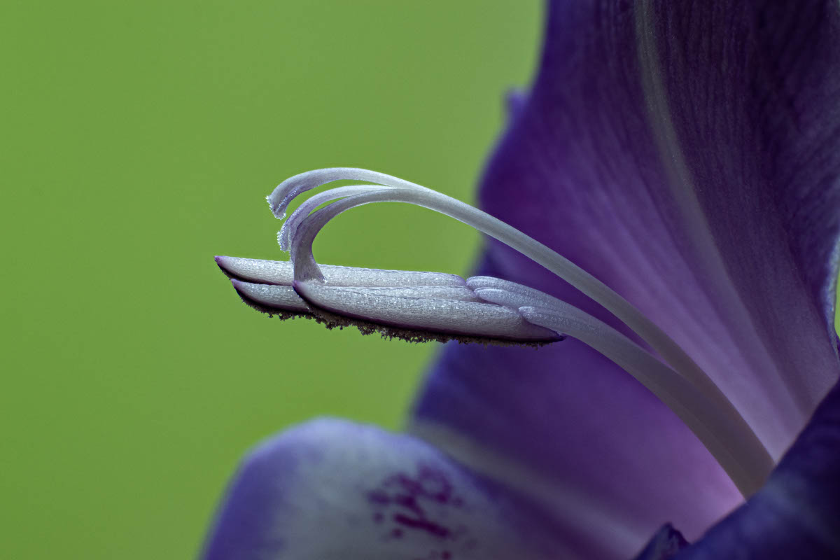 Gladiolenblüte