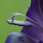 Gladiolenblüte