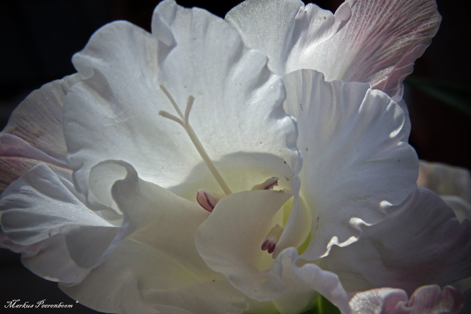 Gladiolenblüte aus dem Blumenhorn des Hubertuszuges Zwölfender