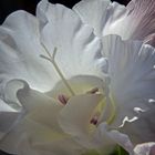 Gladiolenblüte aus dem Blumenhorn des Hubertuszuges Zwölfender