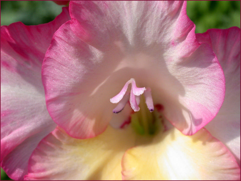 Gladiolenblüte