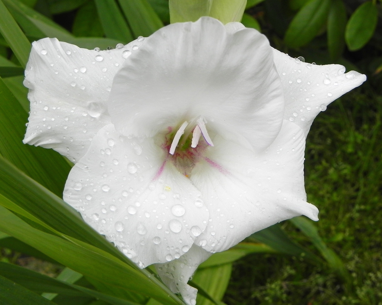 Gladiolenblüte