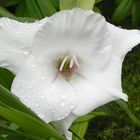 Gladiolenblüte