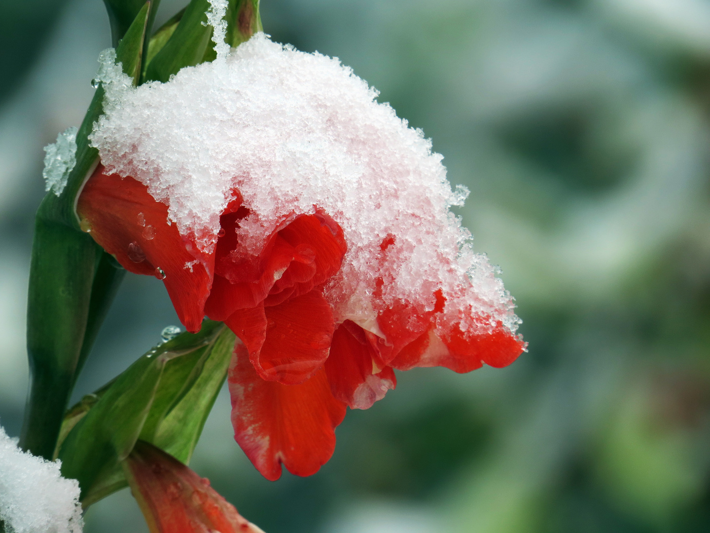 Gladiolenblüte mit Schneemütze