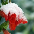 Gladiolenblüte mit Schneemütze
