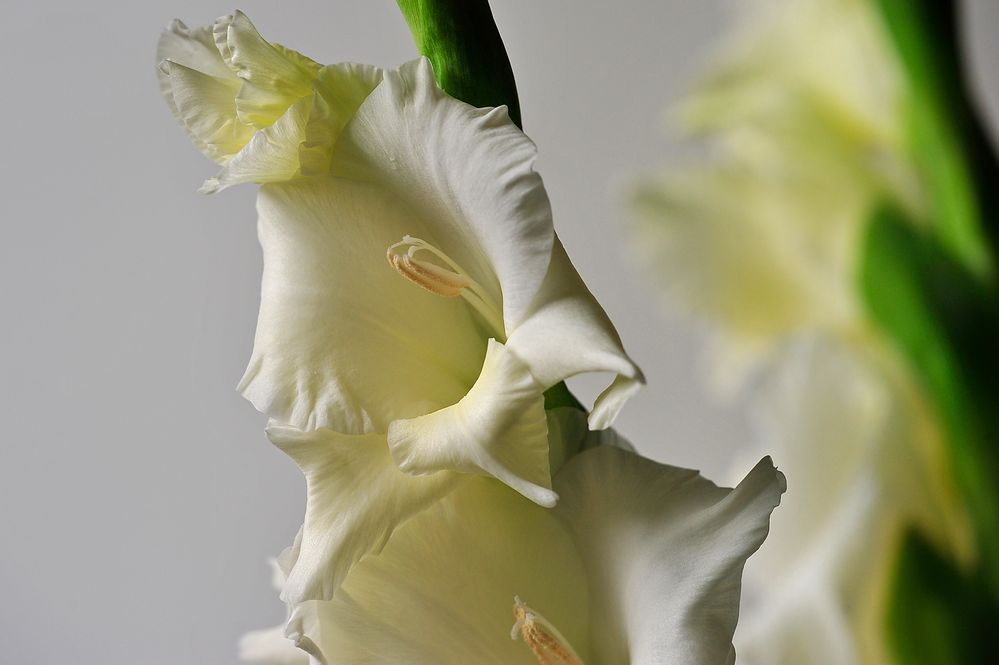 Gladiolenblüte nah