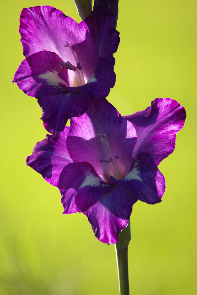 Gladiolenblüte4