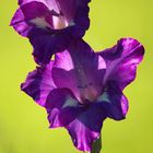 Gladiolenblüte4