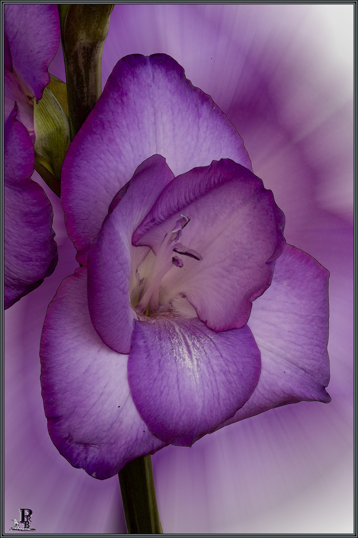 Gladiolenblüten