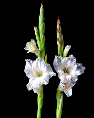 Gladiolenblüten