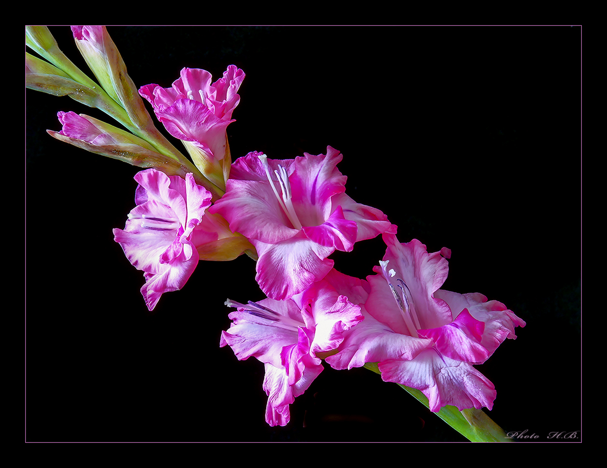 GLADIOLENBLÜTEN