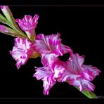 GLADIOLENBLÜTEN