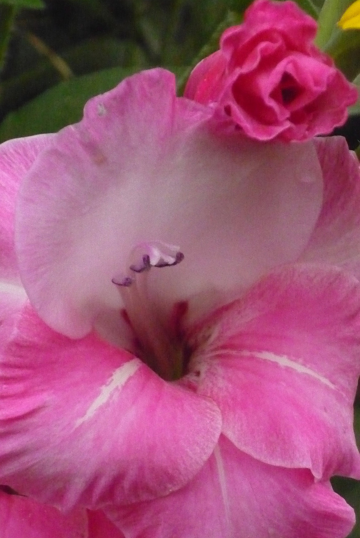 Gladiolenblüten