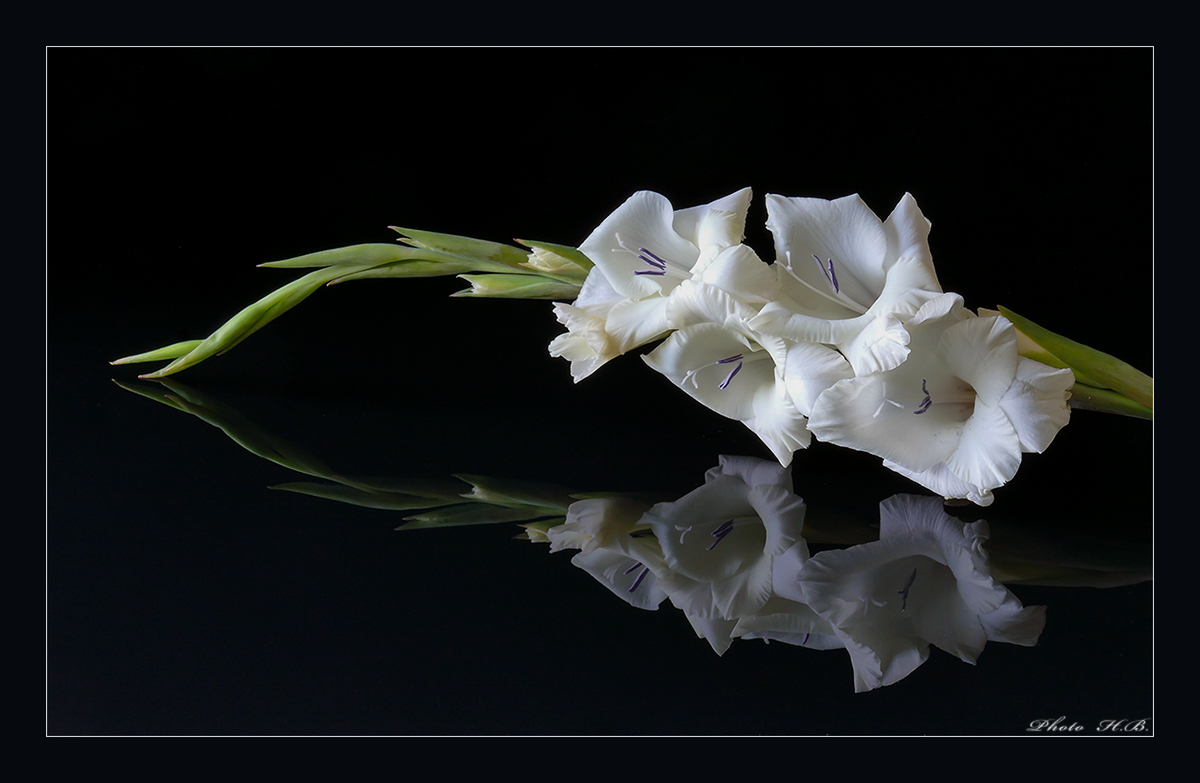 Gladiolenbogen