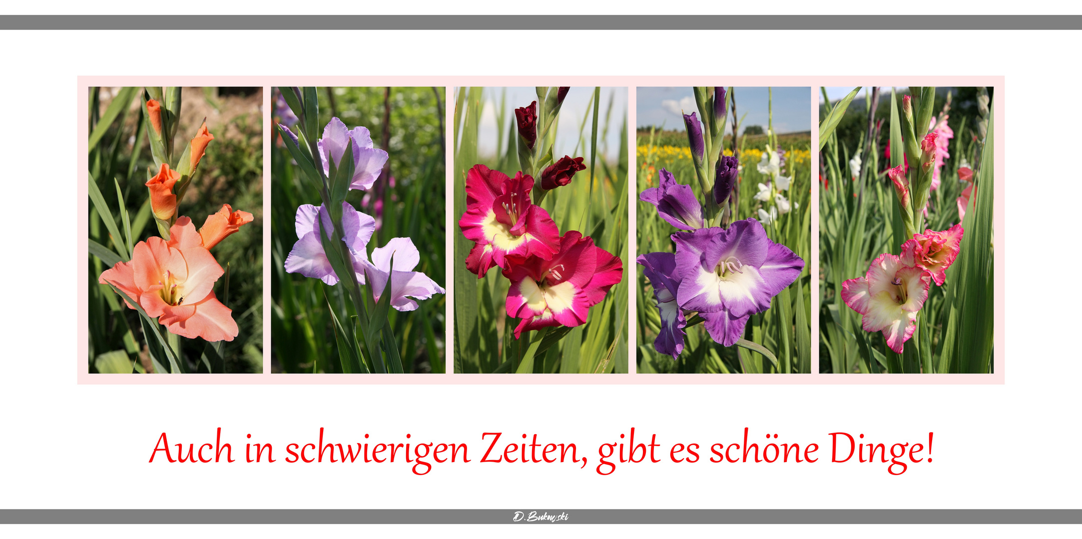 Gladiolencollage