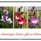 Gladiolencollage