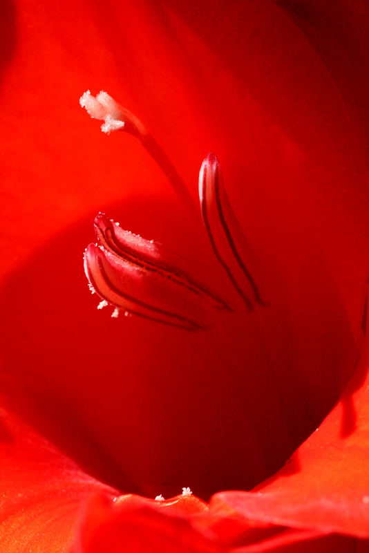 gladiolendetail