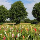 Gladiolenfeld . . .