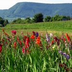 Gladiolenfeld