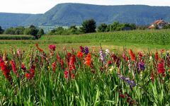 Gladiolenfeld