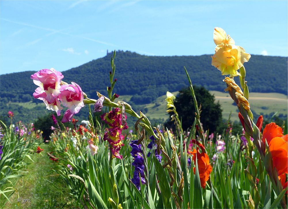 Gladiolenfeld