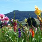 Gladiolenfeld