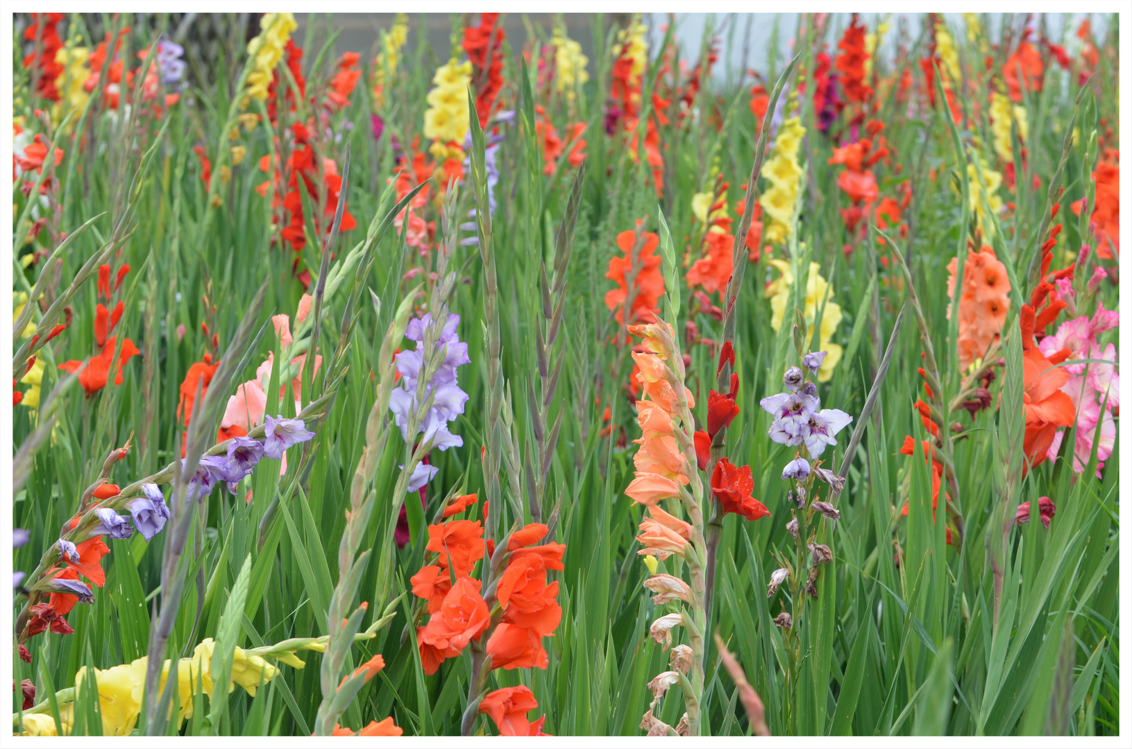 Gladiolenfeld