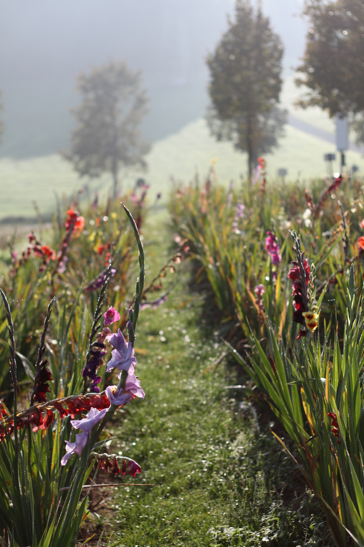 Gladiolenfeld