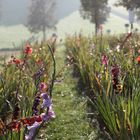 Gladiolenfeld