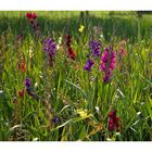 Gladiolenfeld