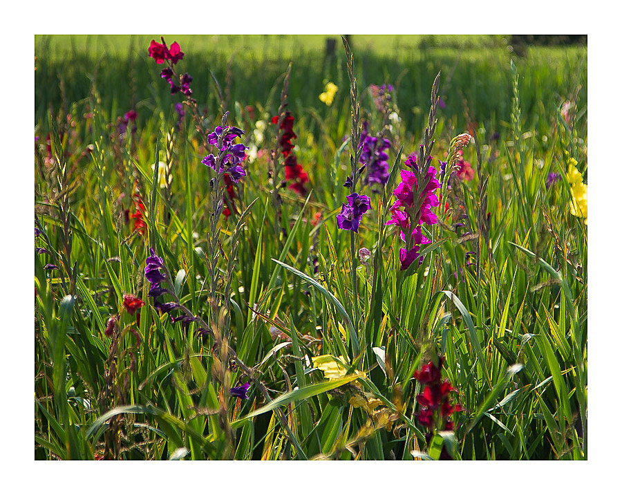 Gladiolenfeld