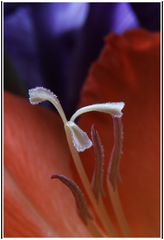 GladiolenMacro