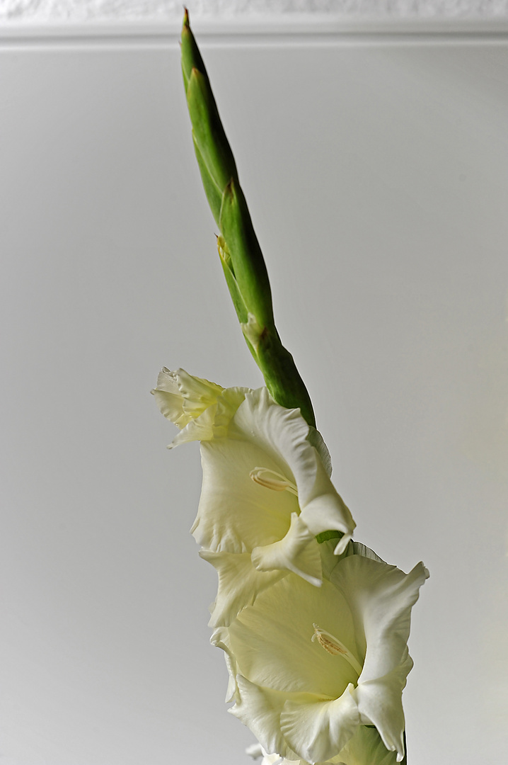 Gladiolenspitze mit Blüten (Schnittblumen)