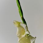 Gladiolenspitze mit Blüten (Schnittblumen)