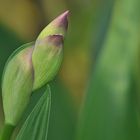 Gladiolenstart mit Wiedehopf