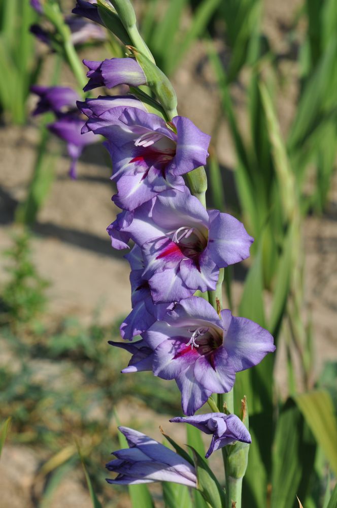 Gladiolenversuche