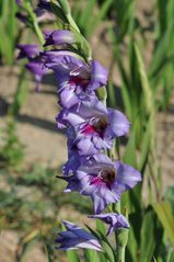 Gladiolenversuche