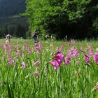 Gladiolenwiese